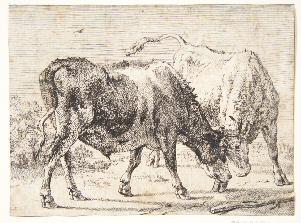 Paulus Potter, To kæmpende okser