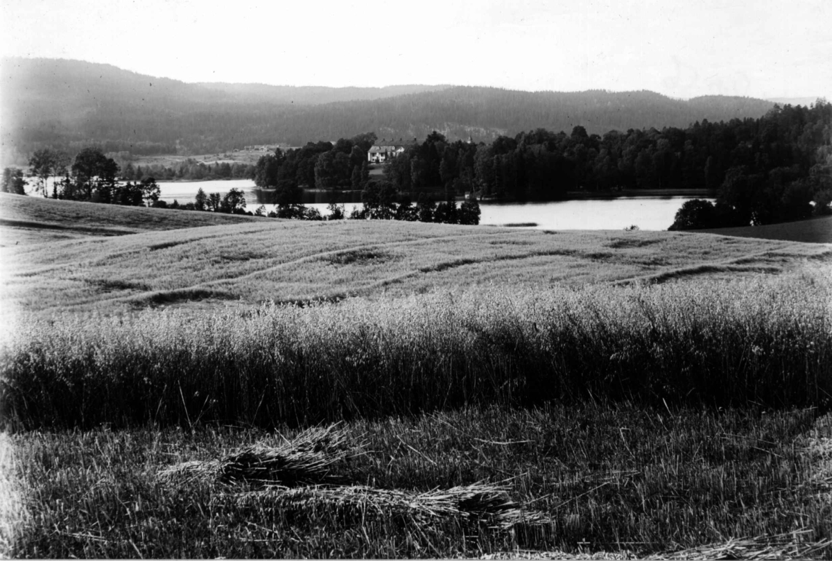 Hermann Christian Neupert, Bogstad gård ca. 1923. Bogstadvannet. Hovedbygningen med parken i bakgrunnen. Skog. Kornåkre i forgrunnen.
