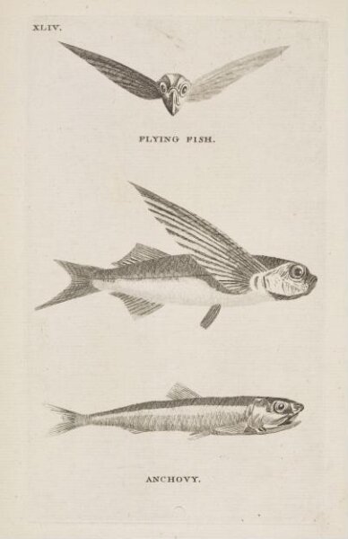 Unknown, FLYING FISH.
