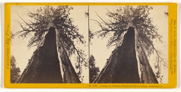 John P. Soule, Looking up Chimney, Burnt out of Tree, 90 feet. - Calaveras Co.