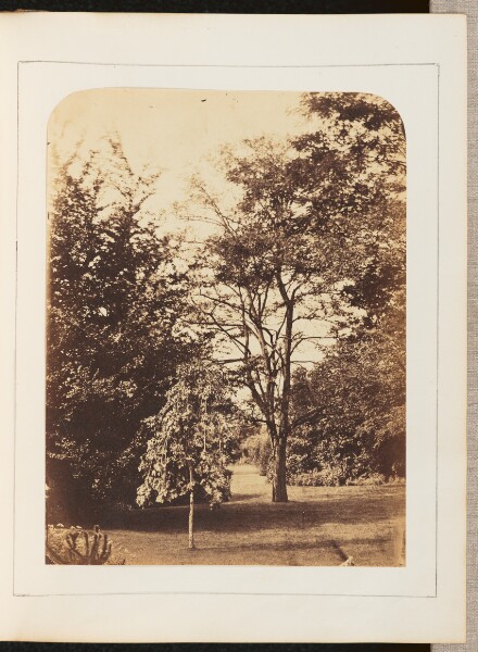 Unknown, [View of Trees]