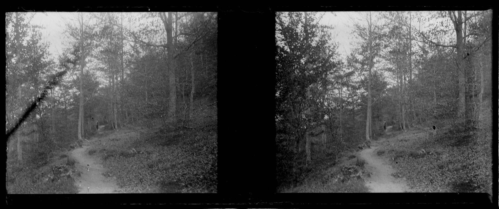 Desconegut, [Forest]