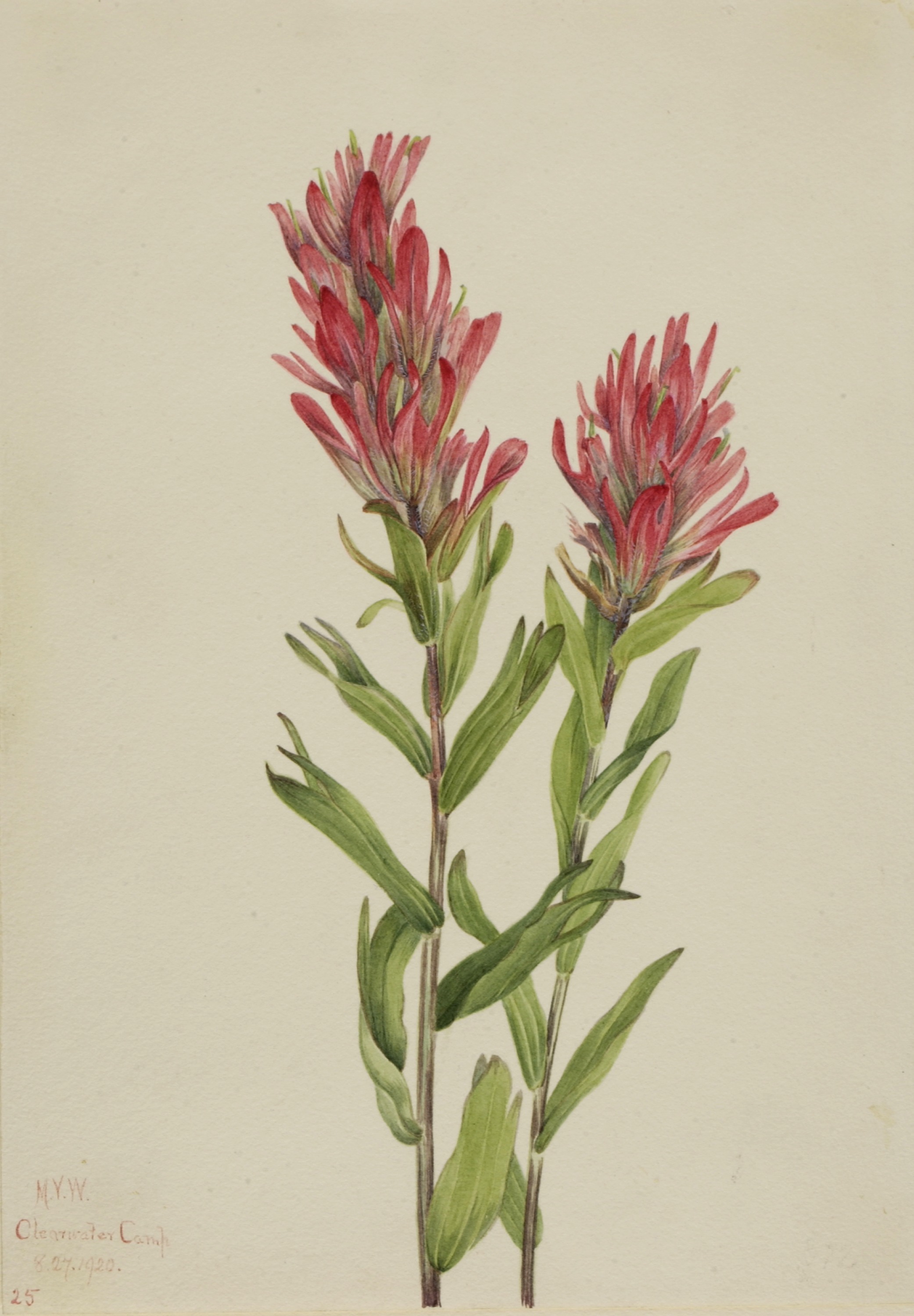 Mary Vaux Walcott, Alberta Paintbrush (Catilleja miniata)