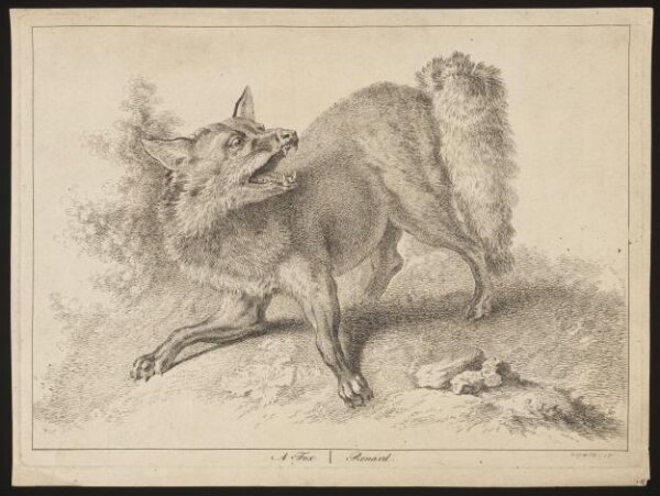 Unknown, A Fox | Renard.