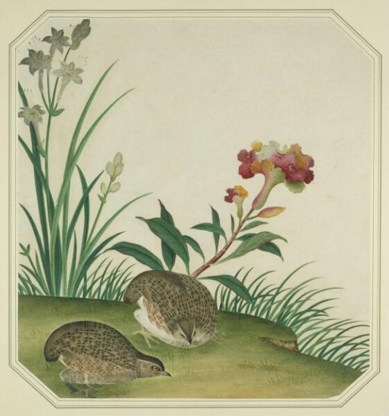 Unknown, Quails