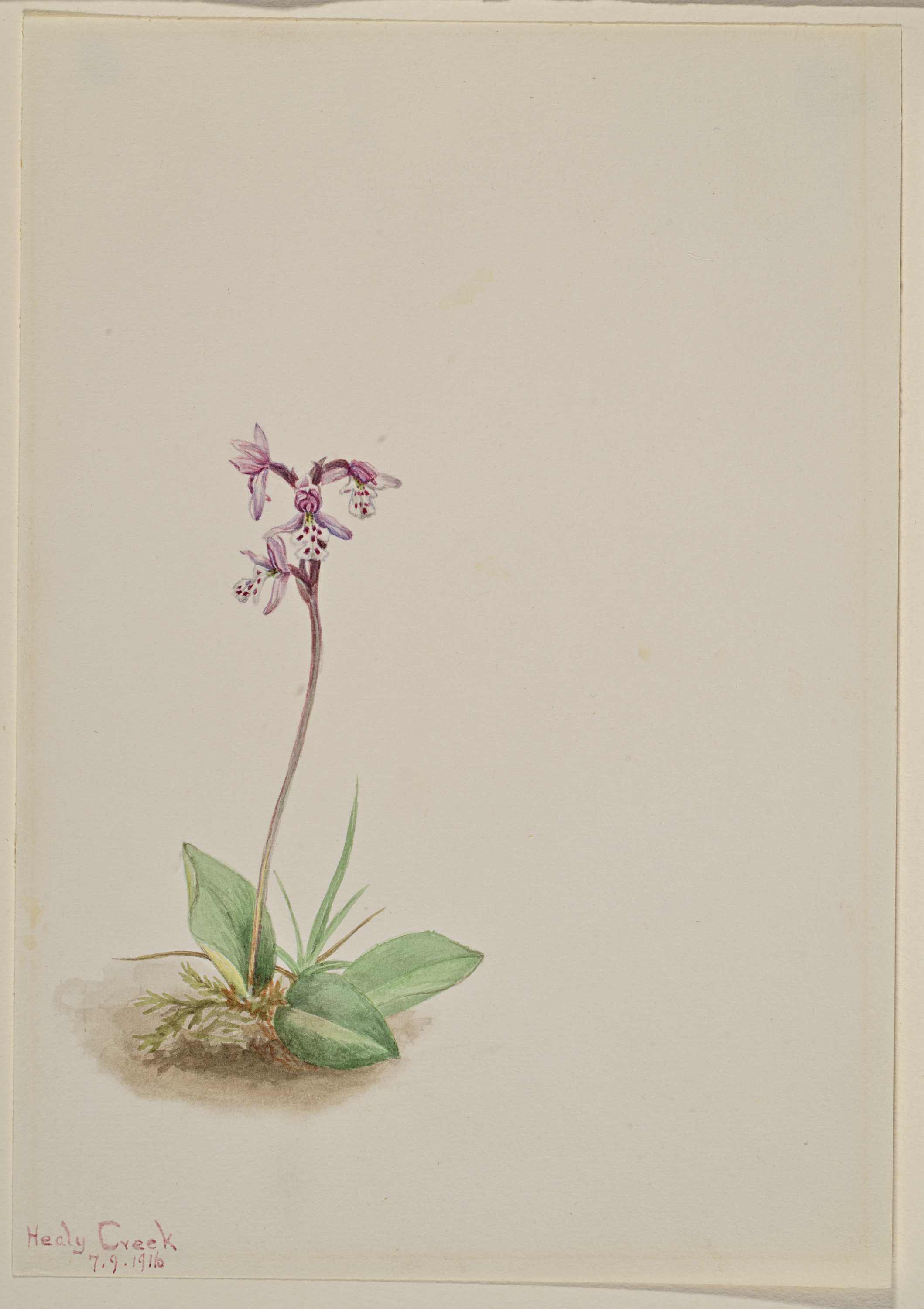 Mary Vaux Walcott, Orchis (Orchis rotundifolia)