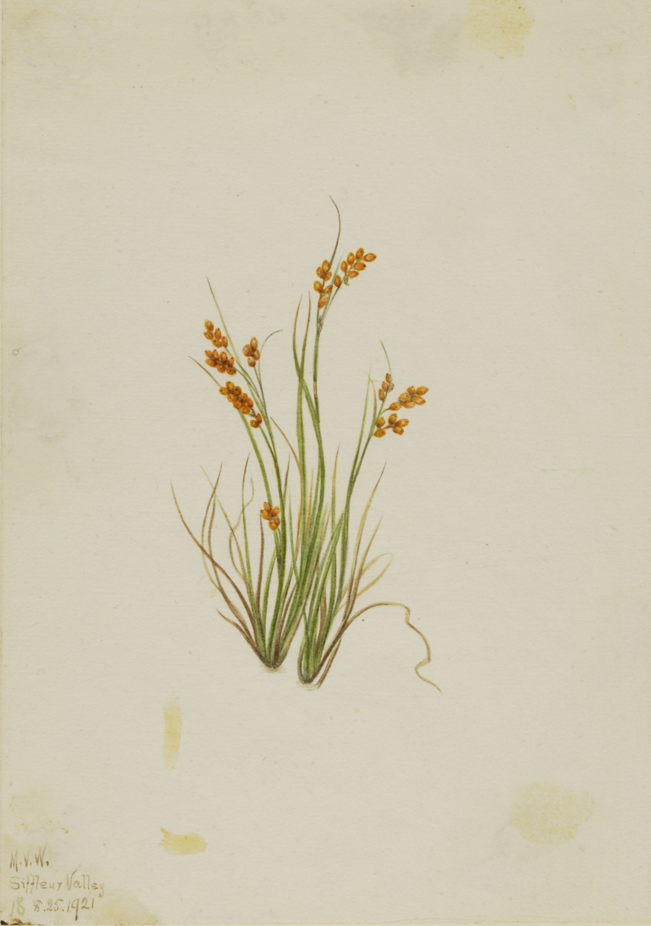 Mary Vaux Walcott, Golden Sedge (Carex aurea)