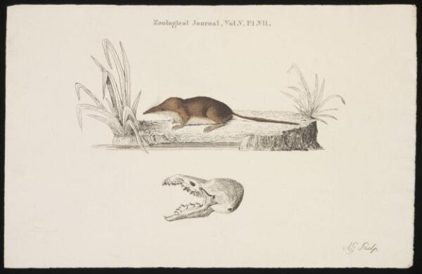 Unknown, Print