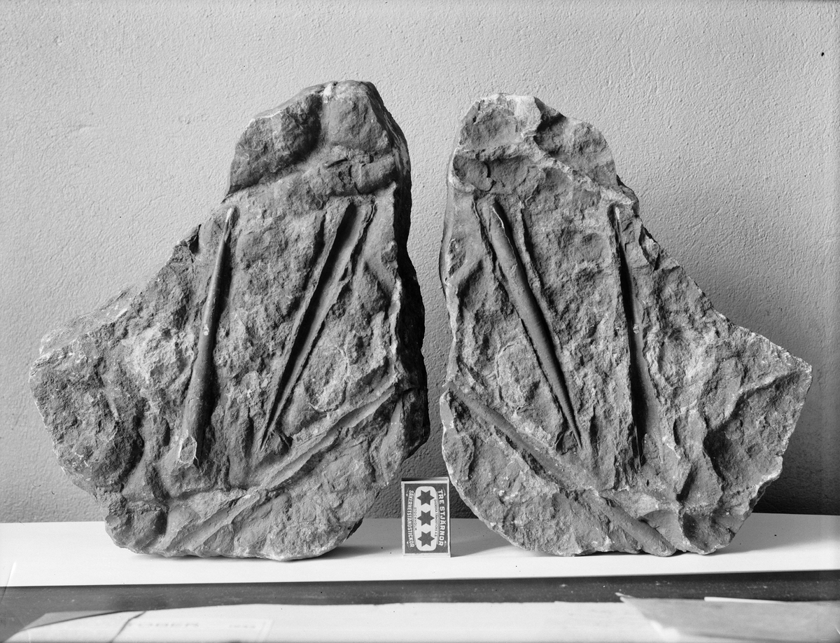 Paul Sandberg, Stone with fossil, orthoceratites, found during excavation work near the Norberga retirement home