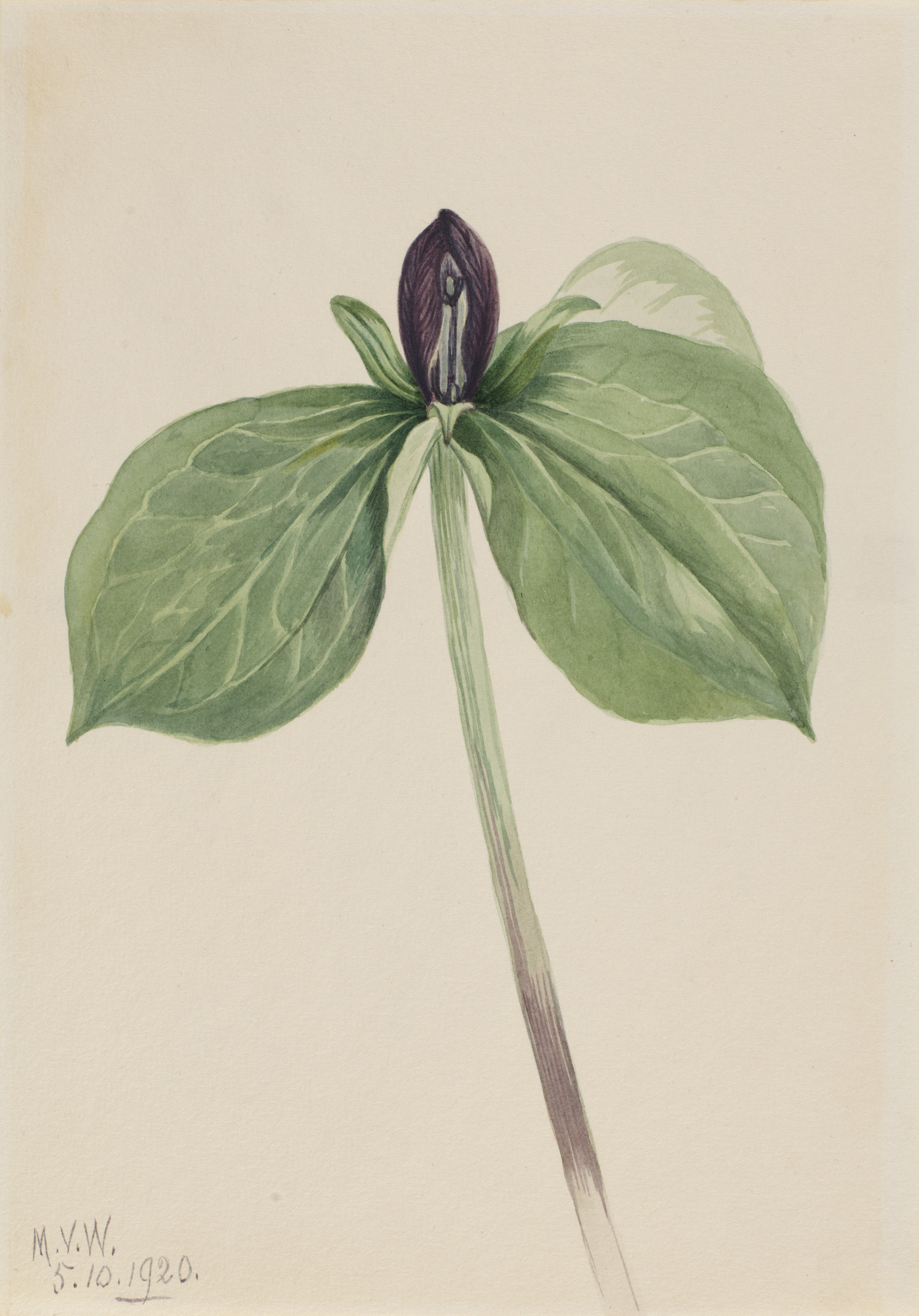Mary Vaux Walcott, Wake-Robin (Trillium sessile)