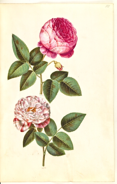 Hans Simon Holtzbecker, Rosa ×centifolia (centifolie-rose); Rosa gallica versicolor ('Rosa Mundi')