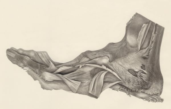 H.G Wetselaar, Muscular tissue of the foot