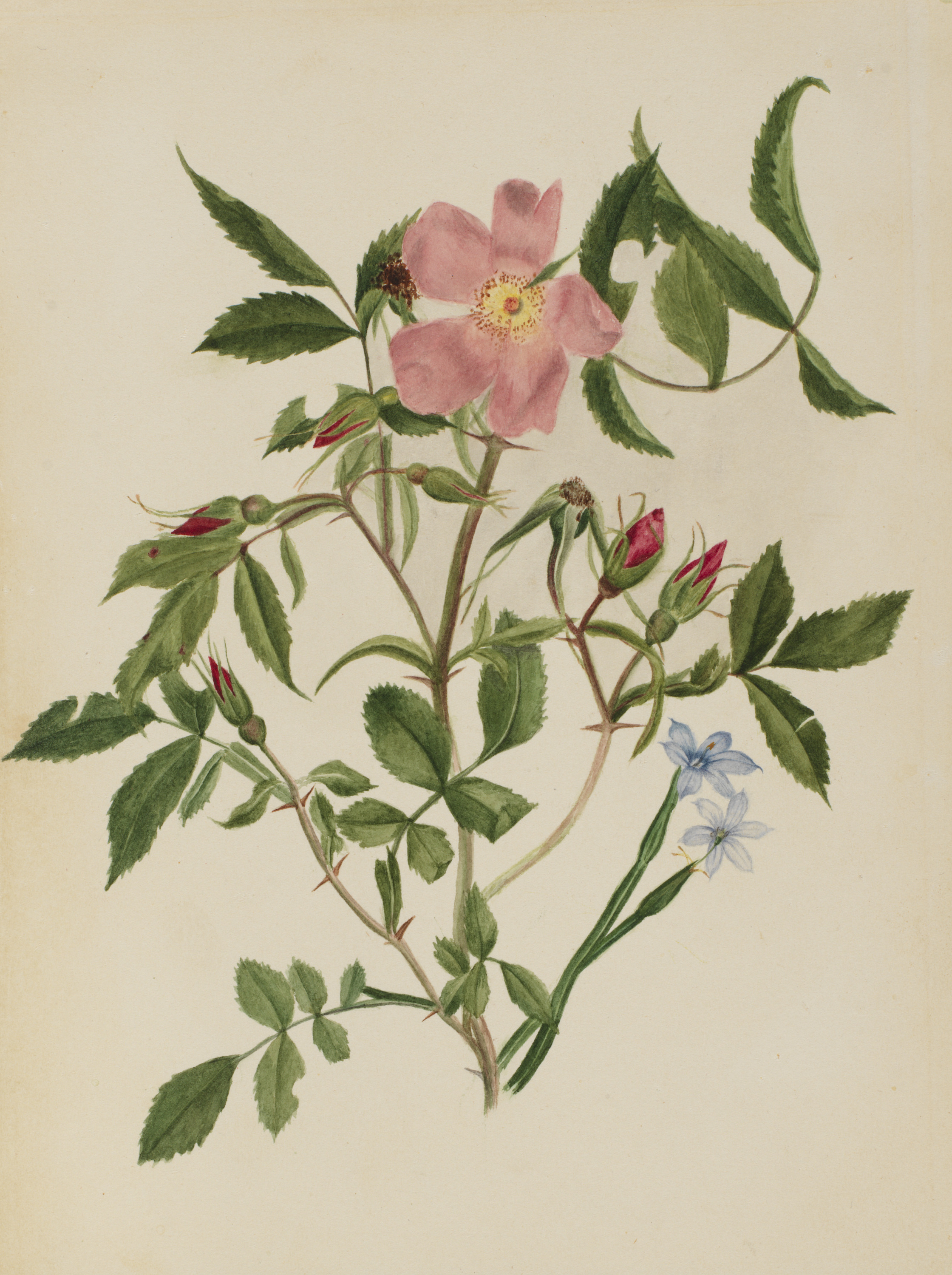 Mary Vaux Walcott, Wild Rose and Blue-eyed Grass (Rosa species and Sisyrinchium species)