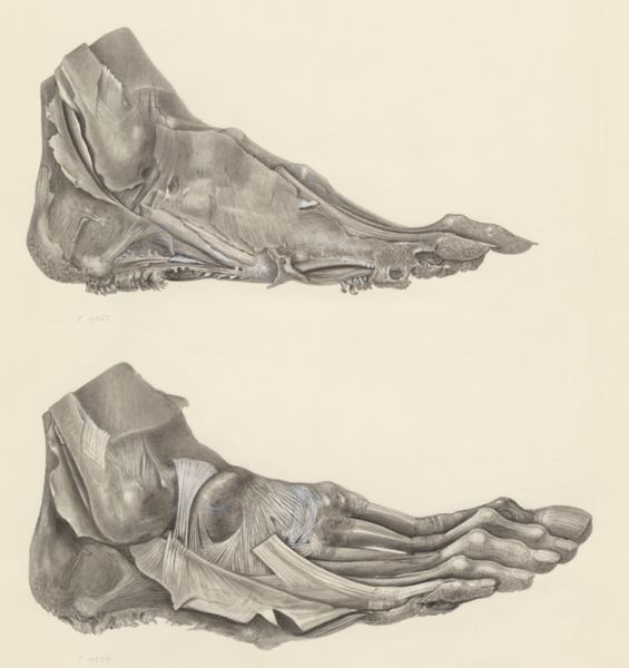 H.G Wetselaar, Muscular tissue of the foot