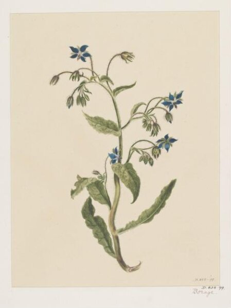 Unknown, Drawing