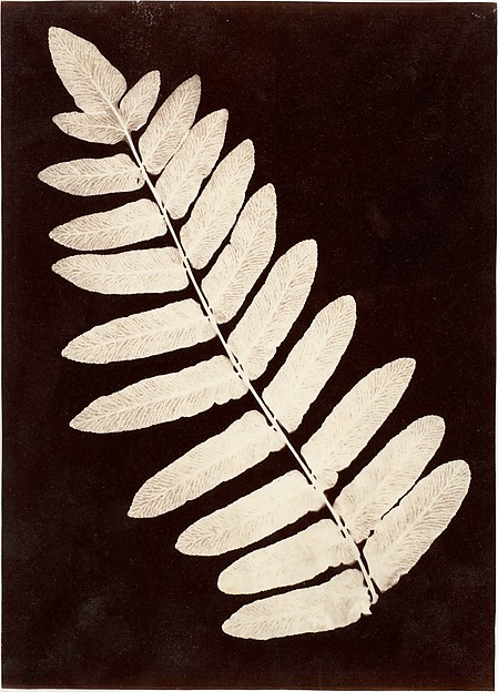 Unknown, [Botanical Specimen: Fern]