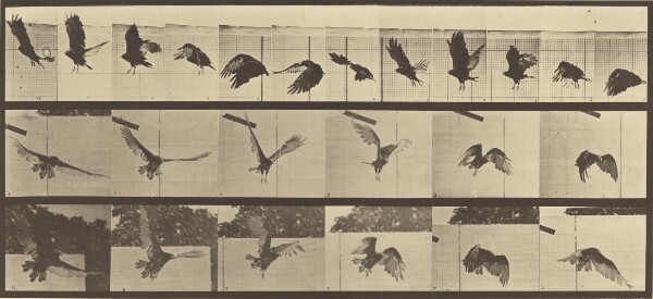 Eadweard J. Muybridge, Animal Locomotion