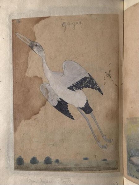 Unknown, Depictions of a Spur-winged plover and Open-billed stork of Northern India,