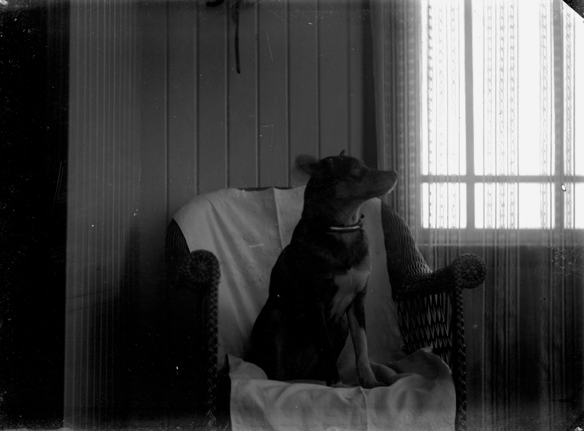 Gustaf Ferdinand Hallberg, Rumsinteriör, en hund.