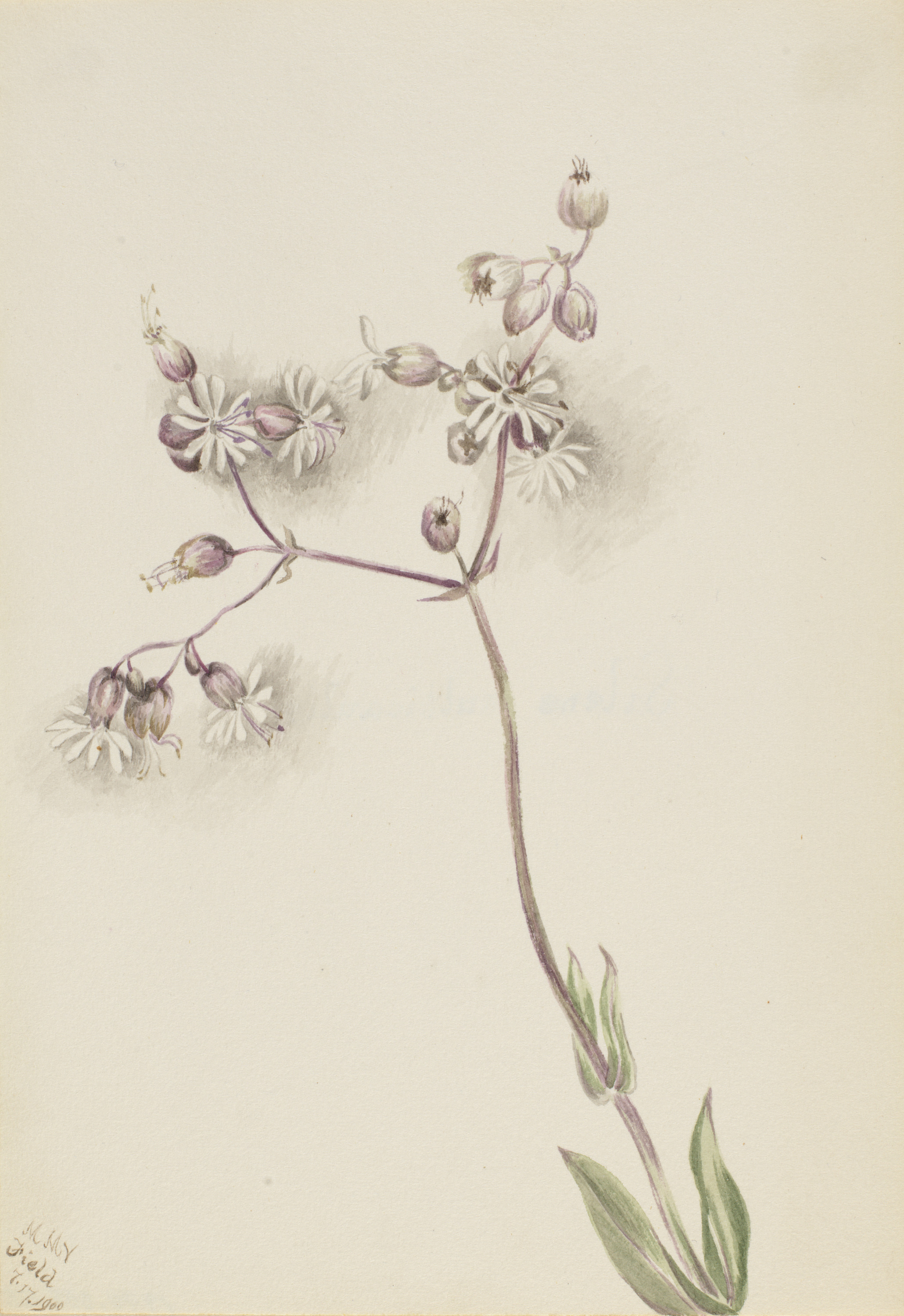 Mary Vaux Walcott, Bladder Campion (Silene latifolia)