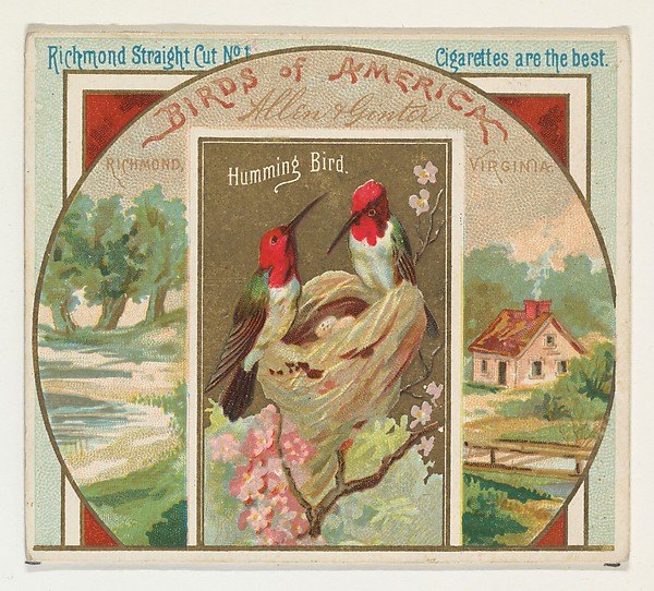 Allen & Ginter, Hummingbird, from the Birds of America series (N37) for Allen & Ginter Cigarettes