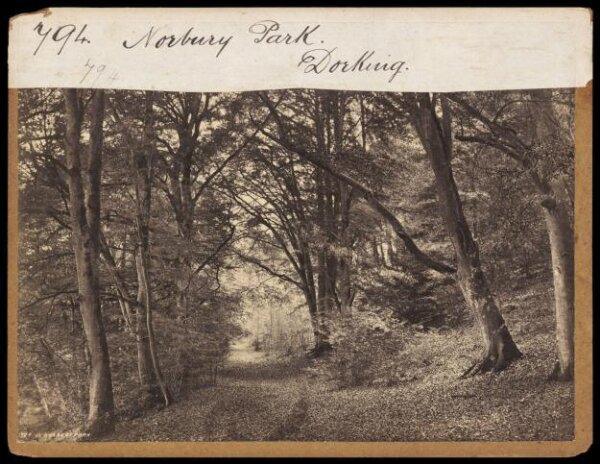 Francis Frith, Norbury Park.  Dorking