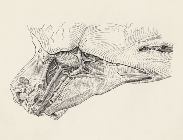 J Tinkelenberg, Circulatory system of the head