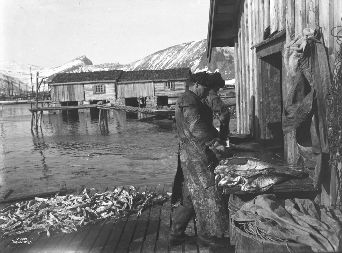 Anders Beer Wilse, Prot: Fisken sløies