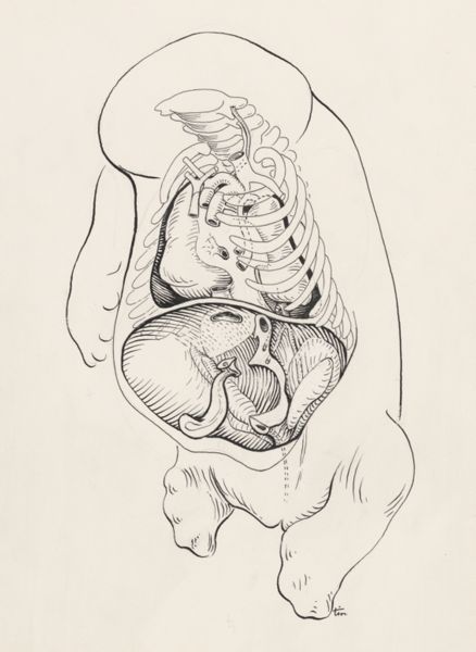 J Tinkelenberg, Internal organs and bone structures of the human embryo