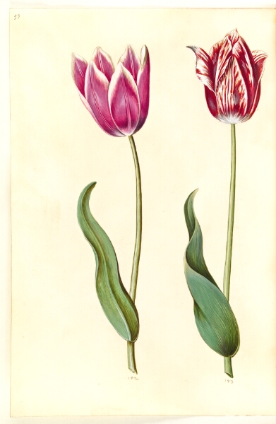 Hans Simon Holtzbecker, Tulipa gesneriana (have-tulipan)