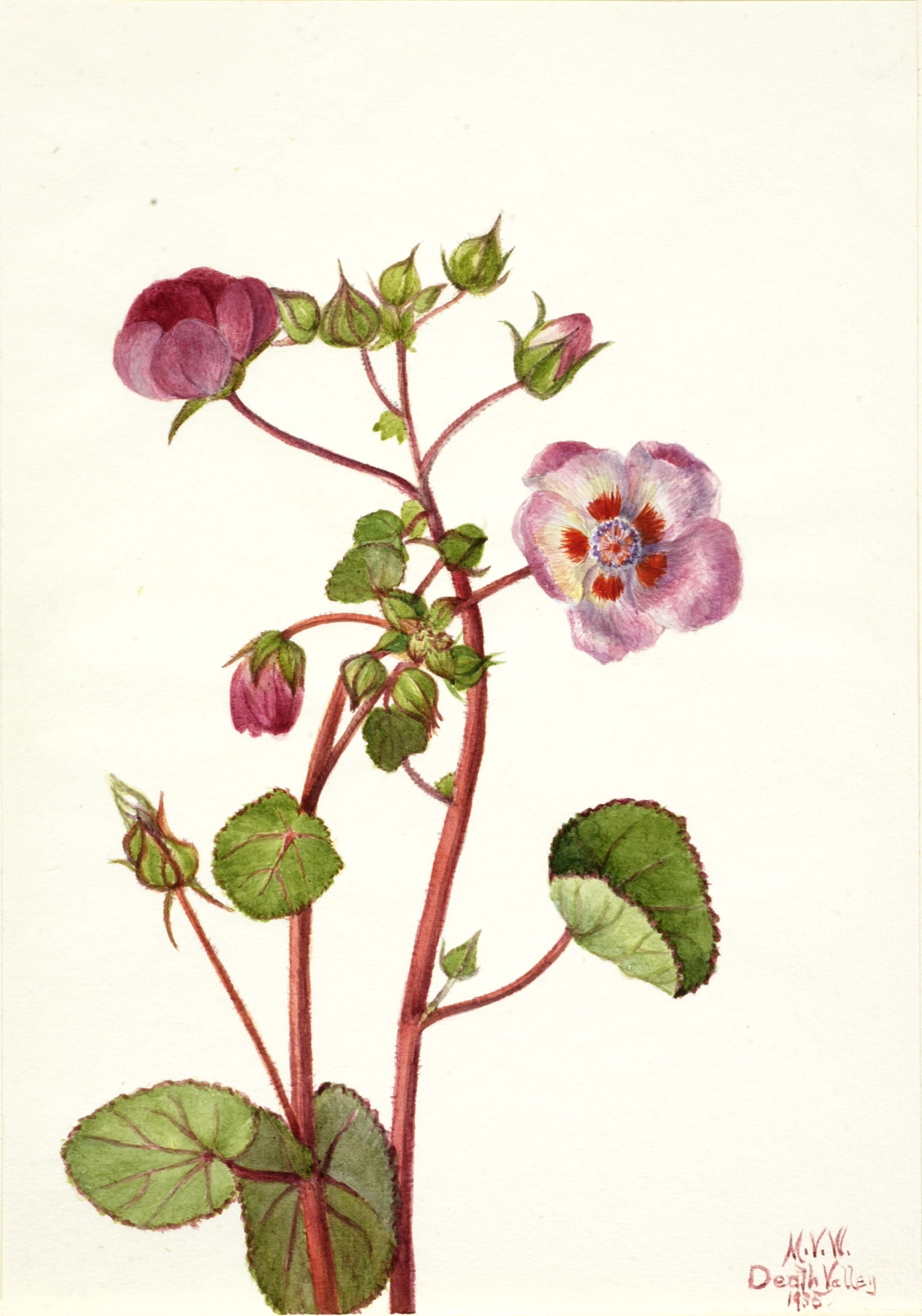 Mary Vaux Walcott, Eremalche rotundifolia