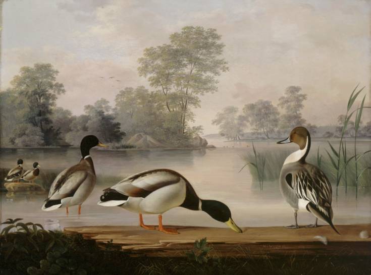 Magnus von Wright, Ducks