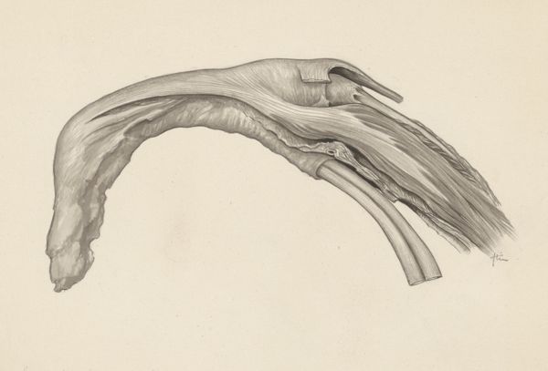 J Tinkelenberg, Musculoskeletal system of the upper extremity
