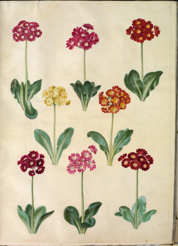 Hans Simon Holtzbecker, Primula ×pubescens (have-aurikel)