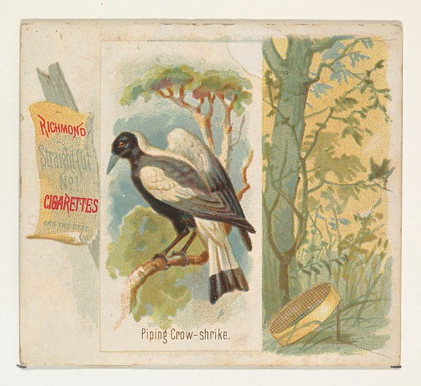 Allen & Ginter, Piping Crow-shrike, from the Song Birds of the World series (N42) for Allen & Ginter Cigarettes