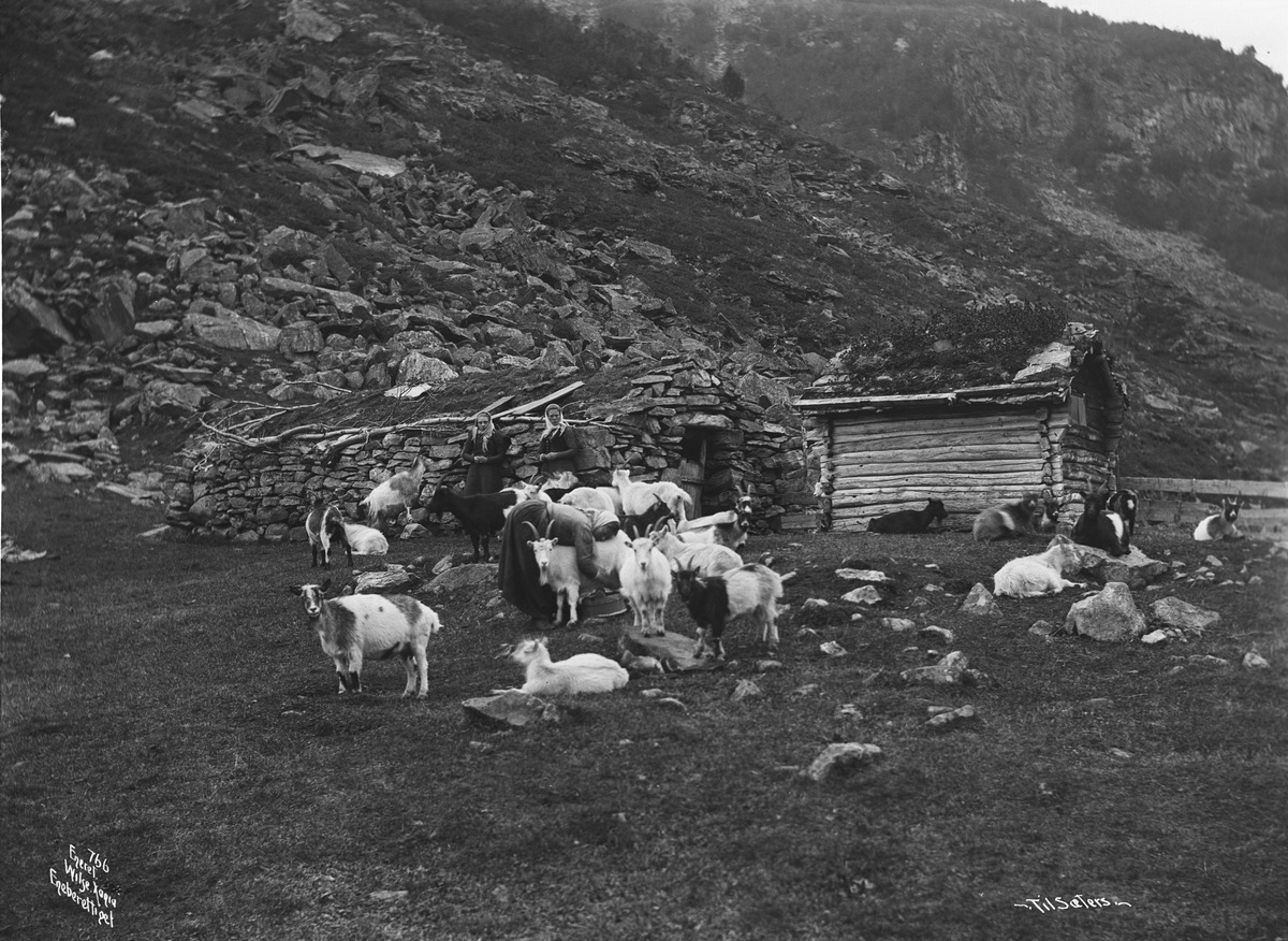Anders Beer Wilse, Prot: Genere Melkning av Gjeter paa Setern Sep. 1902
