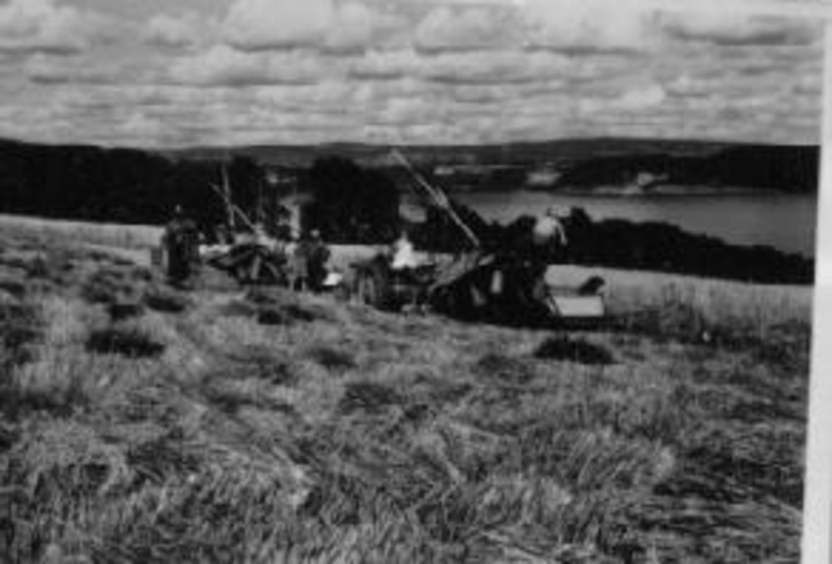 Anno Domkirkeodden, Skuronn med to sjølbindere på Grefsheim, Nes, Hedmark. Storåkeren, kornåker. Ferguson bak.