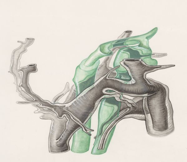 J Wetselaar-Whittaker, Embryonic tissue of a mouse