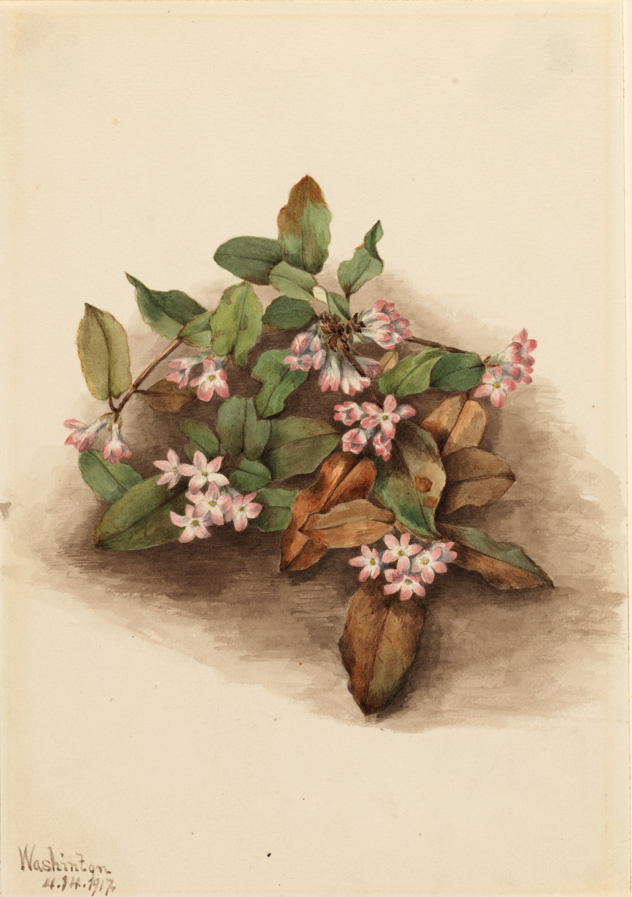 Mary Vaux Walcott, Trailing Arbutus (Epigaea repens)