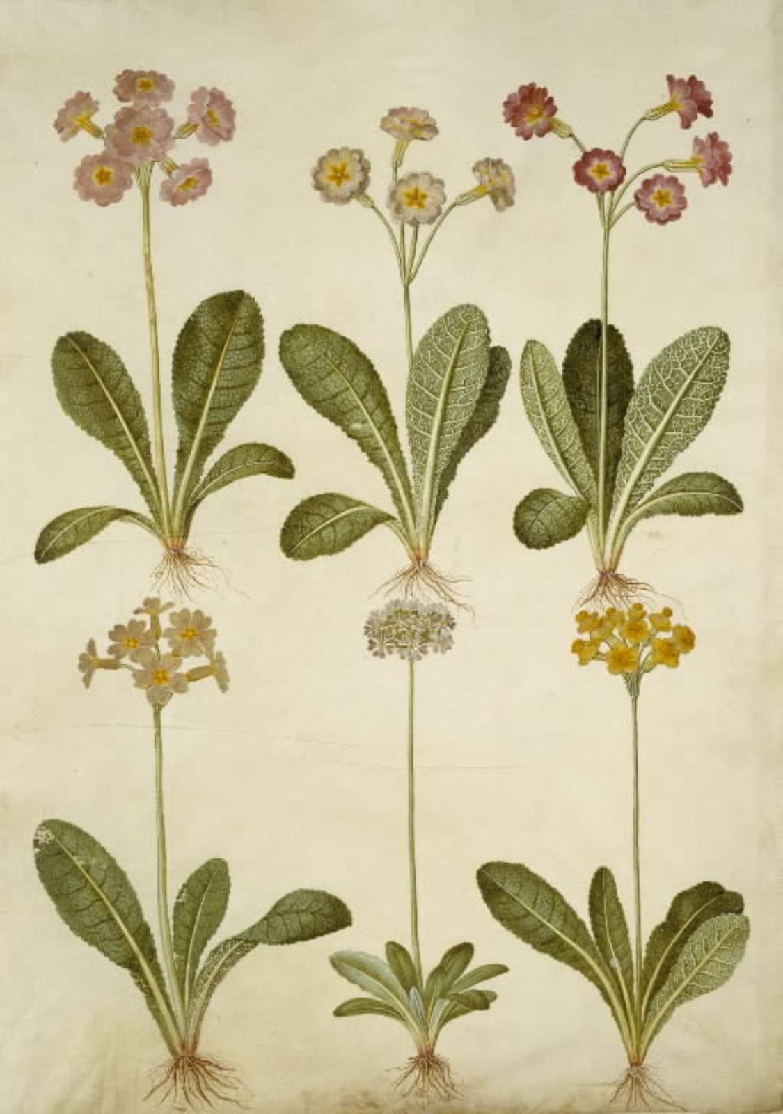 Hans Simon Holtzbecker, Primula veris (hybrid af hulkravet kodriver); Primula farinosa (melet kodriver)