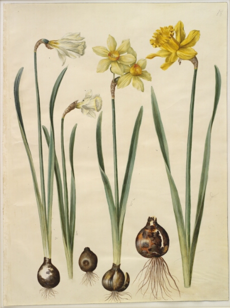Hans Simon Holtzbecker, Narcissus pseudonarcissus moschatus (moskus-narcis); Narcissus ×medioluteus (toblomstret narcis); Narcissus pseudonarcissus major (stor påskelilje)