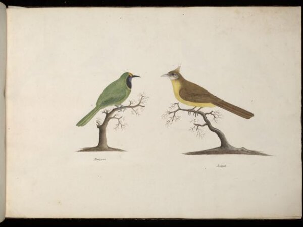 Unknown, Two Birds
