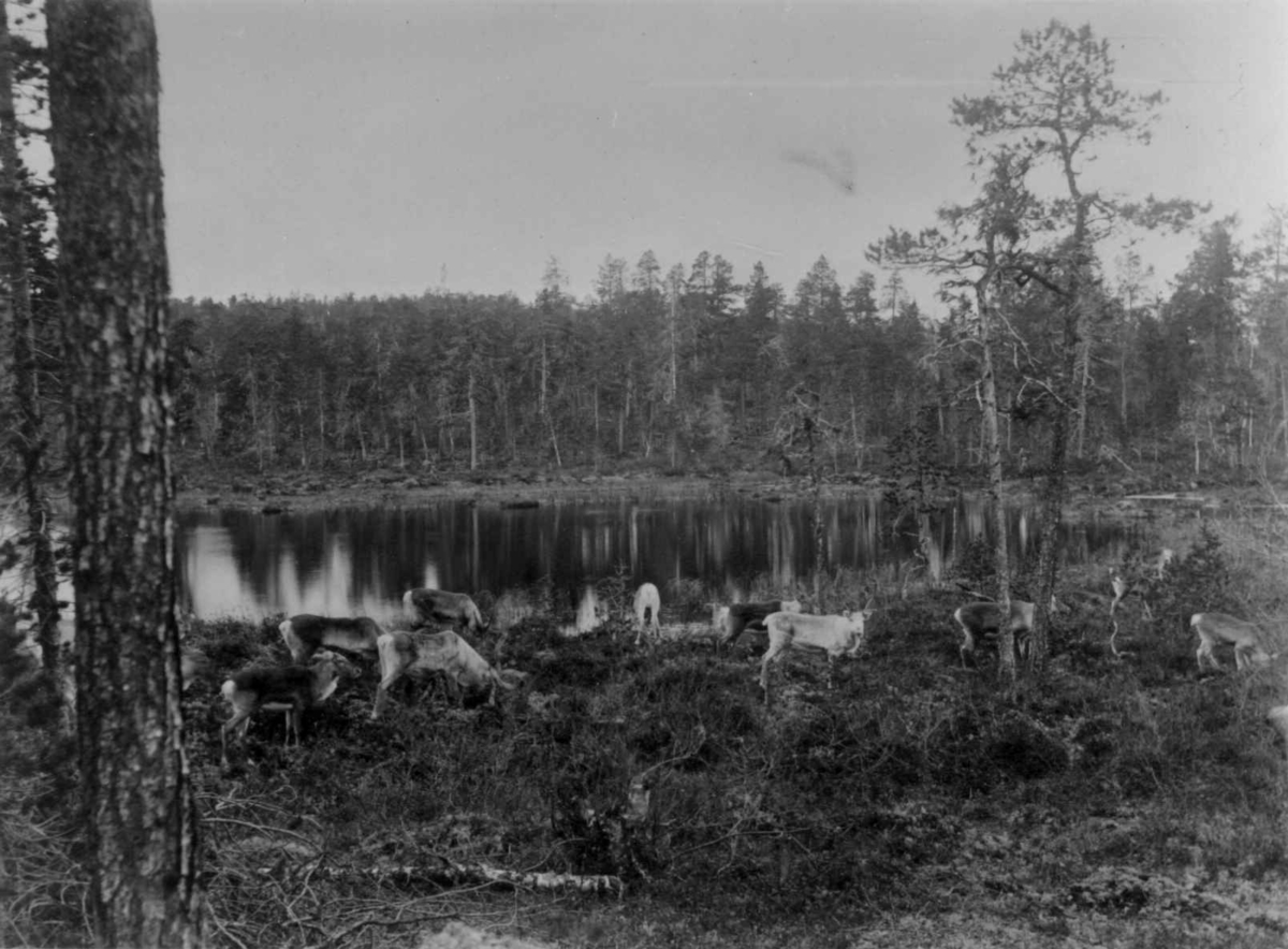 Ellisif Rannveig Wessel, Gressende reinsdyr ved et tjern på Mutkavarre, Pasvikdalen, Sør-Varanger, Finnmark i 1890-årene.