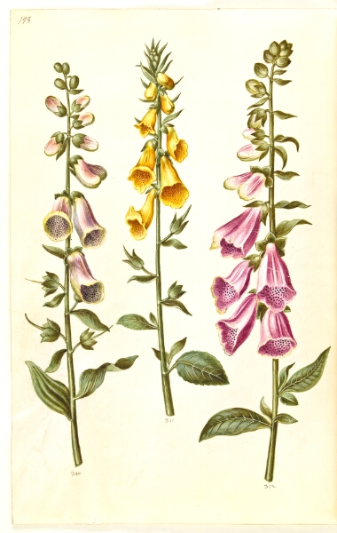 Hans Simon Holtzbecker, Digitalis purpurea (almindelig fingerbøl); Digitalis grandiflora (storblomstret fingerbøl)