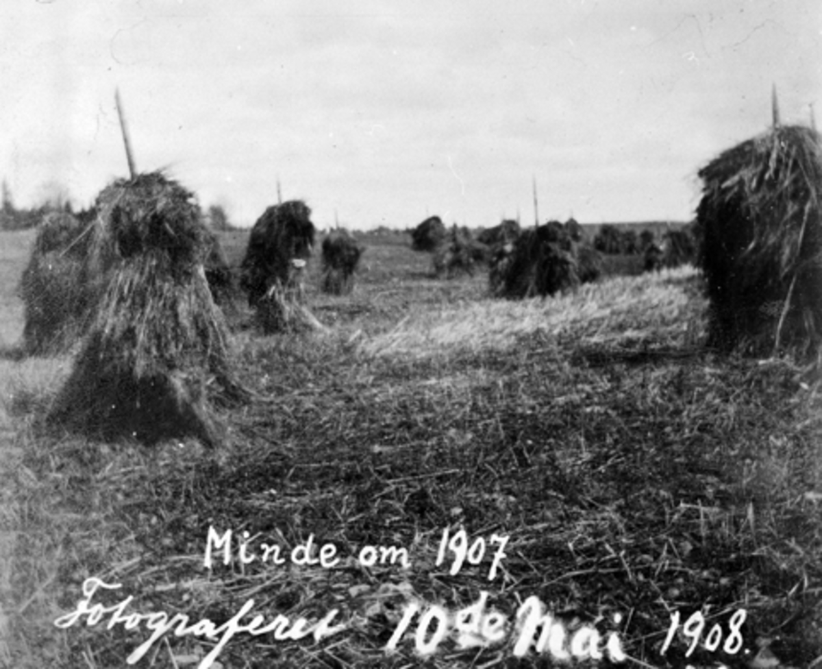 Anno Domkirkeodden, KORNSNES SOM STÅR IGJEN PÅ ÅKEREN PÅ VÅREN 1908, ETTER UÅRET I 1907. P. G. A. TIDLIG SNØFALL HØSTEN 1907 BLE AVLINGEN STÅENDE VINTEREN OVER.