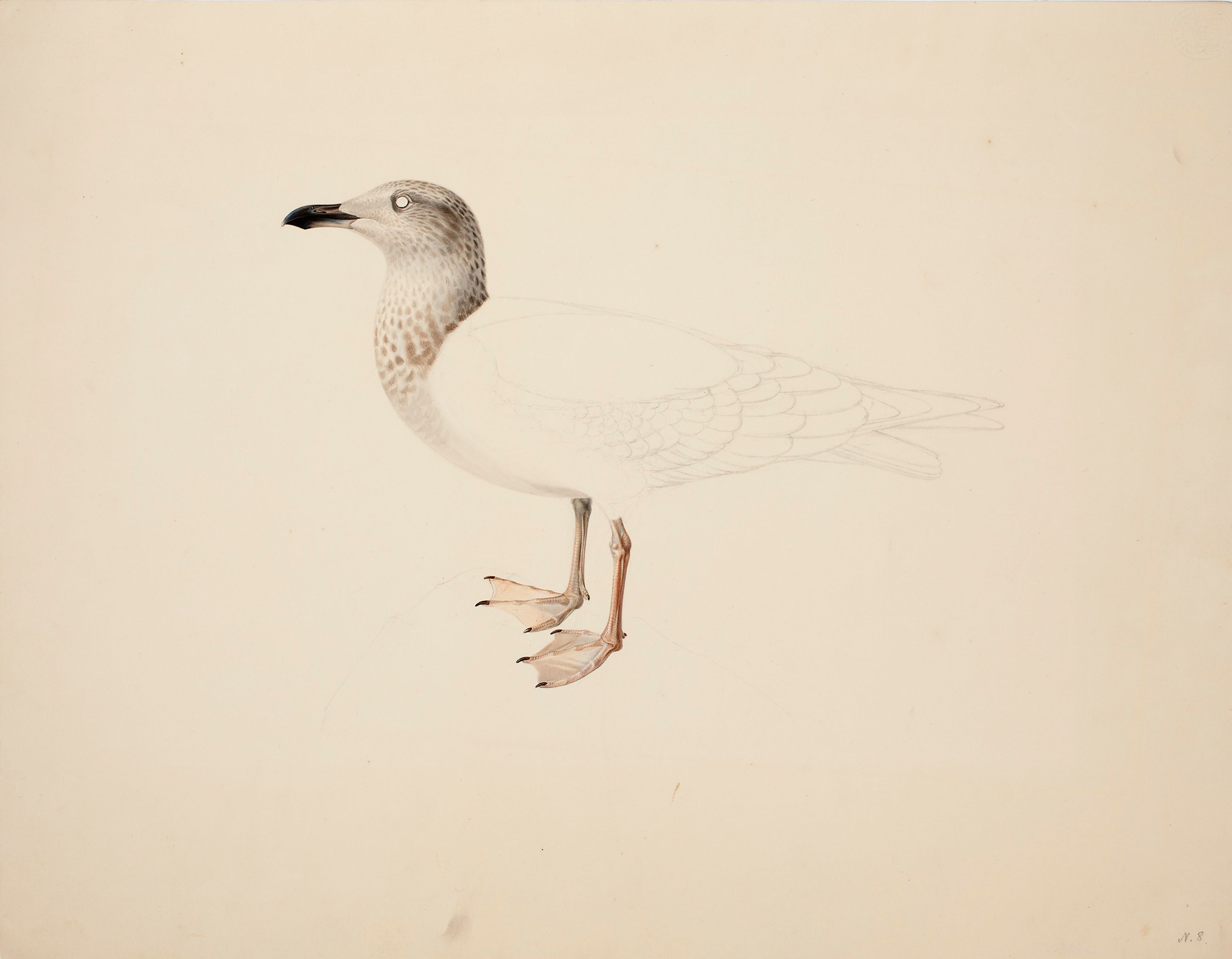 Magnus von Wright, Young European Herring Gull ; unfinished