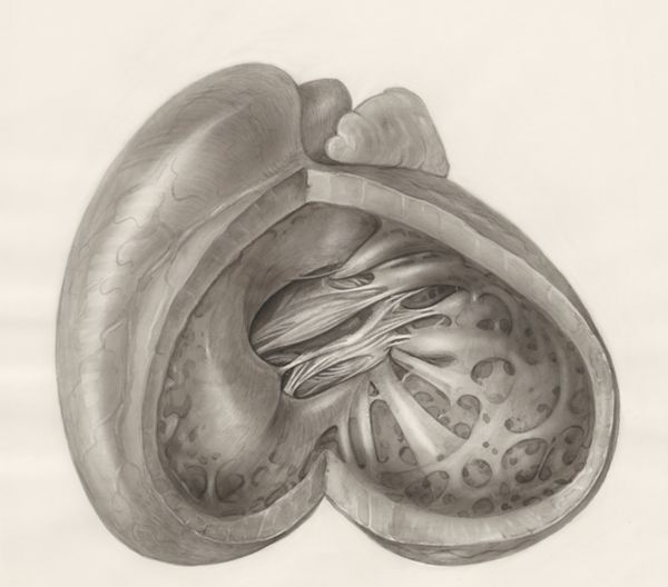 H.G Wetselaar, Heart