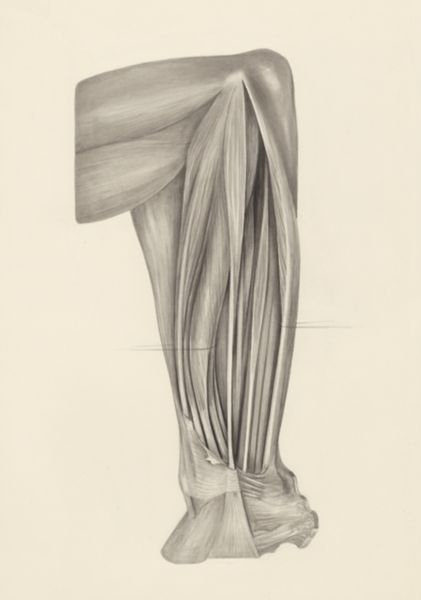 H.G Wetselaar, Muscular tissue of a mammal's finger