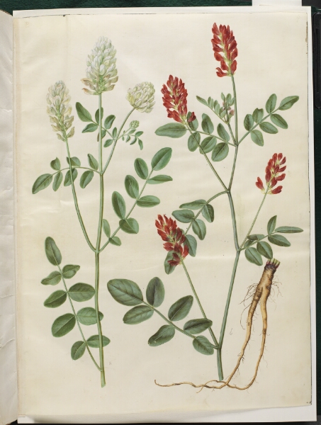 Hans Simon Holtzbecker, Hedysarum coronarium (rød hanekløver)