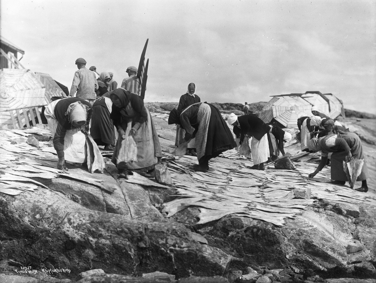 Anders Beer Wilse, Prot: Kristiansund - Klipfisk - fisken stables i hauger 11/8